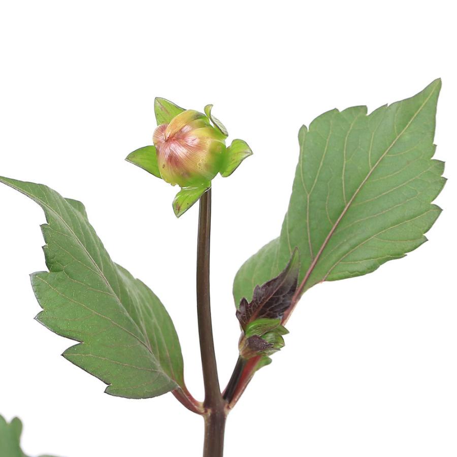 偉大な 観葉植物 ガッツァリア フラミンゴ ４号 １ポット ｐｖｐ 品種登録出願中 Rmladv Com Br