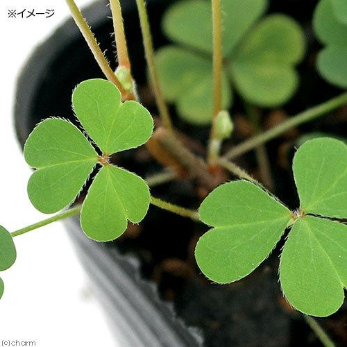 観葉植物 ハーブ苗 カタバミ オキザリス ３号 ３ポット チャーム Charm Paypayモール店 通販 Paypayモール