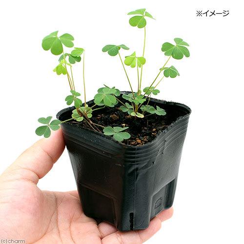 観葉植物 ハーブ苗 カタバミ オキザリス ３号 ５ポット 4923 チャーム Charm ヤフー店 通販 Yahoo ショッピング