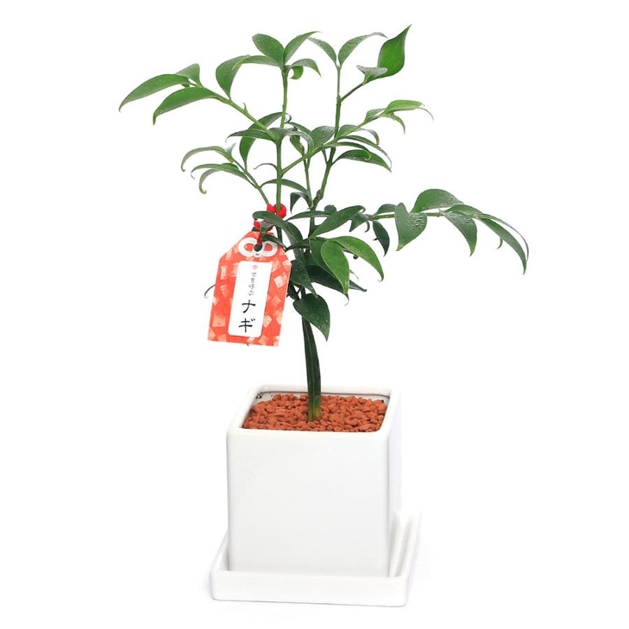観葉植物 ナギ 陶器鉢植え ダイスｍ白 １鉢 受皿付 セラミス 北海道冬季発送不可 チャーム Charm ヤフー店 通販 Yahoo ショッピング
