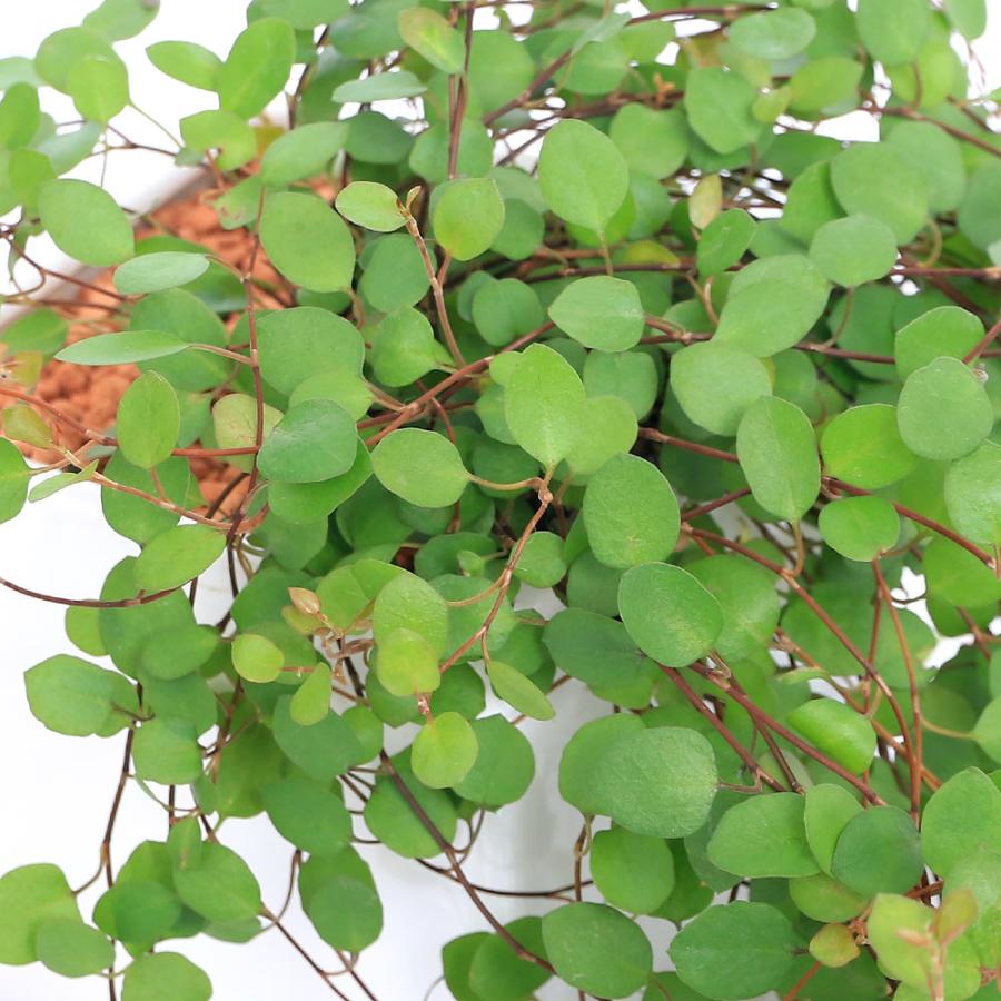 ☆sale☆モンステラオーレア ビカクシダ ラックベゴニア 即購入