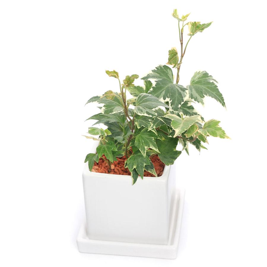 観葉植物 ヘデラ 陶器鉢植え ダイスｍ白 １鉢 受皿付 セラミス 北海道冬季発送不可 チャーム Charm ヤフー店 通販 Yahoo ショッピング
