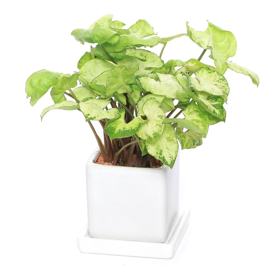 観葉植物 シンゴニウム 陶器鉢植え ダイスｓ白 １鉢 受皿付 セラミス 北海道冬季発送不可 4929 チャーム Charm ヤフー店 通販 Yahoo ショッピング