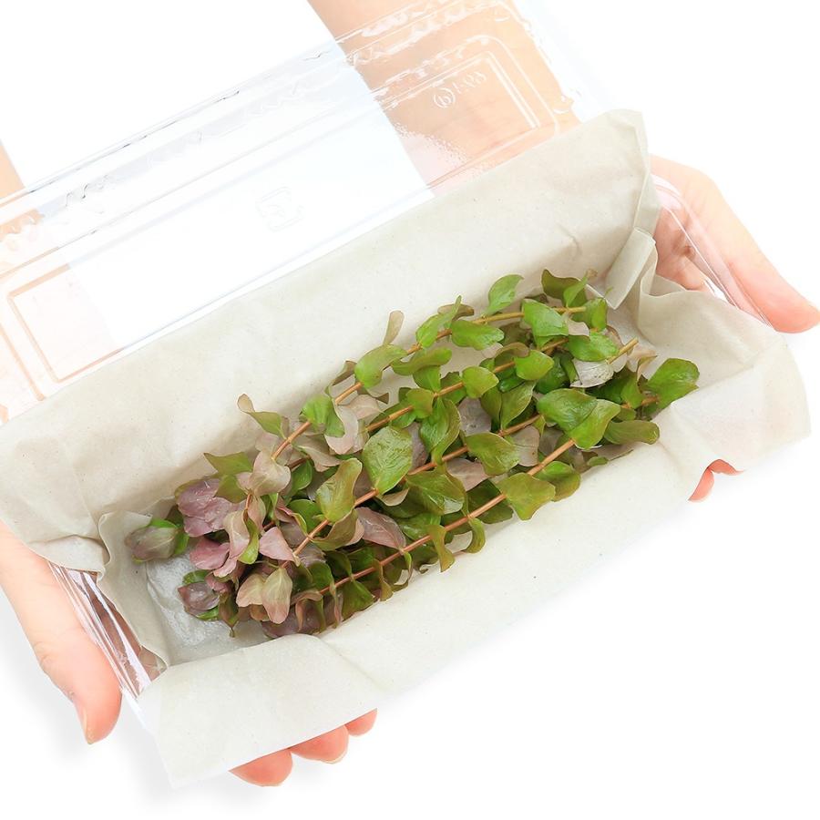 ロタラマクランドラグリーン　200本　水中葉　無農薬　無害虫 チャーム（charm） （水草）ロタラ マクランドラ グリーン（水中葉