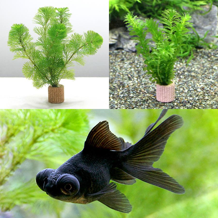 金魚 水草 ライフマルチ 茶 メダカ 金魚藻セット 黒出目金 ３匹 北海道 九州航空便要保温 チャーム Charm ヤフー店 通販 Yahoo ショッピング