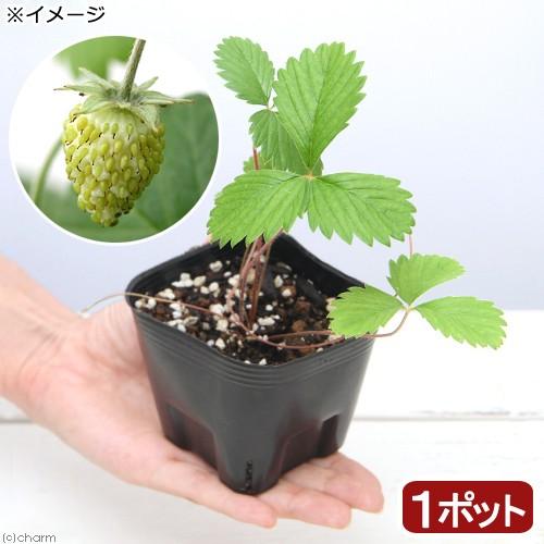 観葉植物 ハーブ苗 ワイルドストロベリー 白実 ３号 １ポット 家庭菜園 Llamaarchitects Co