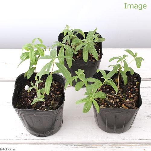 衝撃特価 観葉植物 ハーブ苗 レモンバーベナ ３号 １ポット 家庭菜園460円 Aynaelda Com