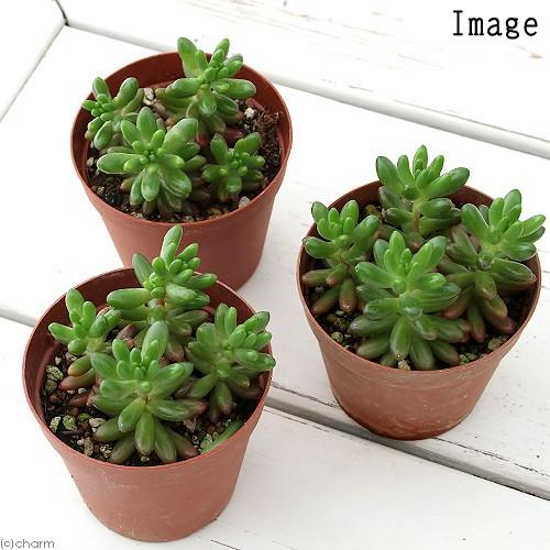 チャーム（charm） （多肉植物）セダム 虹の玉 2．5〜3号（1鉢
