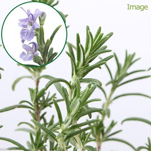 観葉植物 ハーブ苗 ローズマリー モーツァルトブルー 半匍匐性 ３号 １ポット 家庭菜園