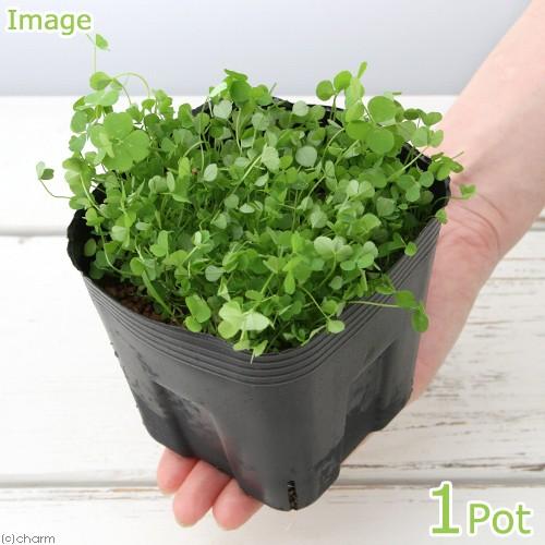 観葉植物 ペットリーフ シロクローバー ４号 無農薬 １ポット うさぎ リクガメ おやつ Cmsromsk