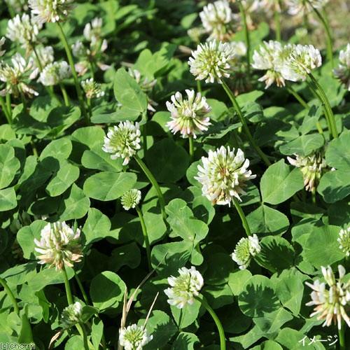 いつでも送料無料 観葉植物 ペットリーフ シロクローバー ４号 無農薬 １ポット うさぎ リクガメ おやつ430円 Aynaelda Com