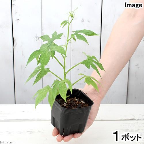 観葉植物 オキナワスズメウリ ３号 家庭菜園 １ポット 登場大人気アイテム