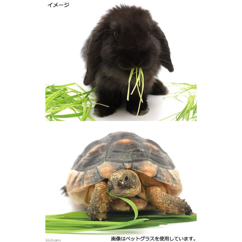 定番から日本未入荷 観葉植物 国産 とれたて生牧草 新鮮 ペットグラス 燕麦 ３ポット分 無農薬 うさぎ 猫 犬 おやつ Riosmauricio Com