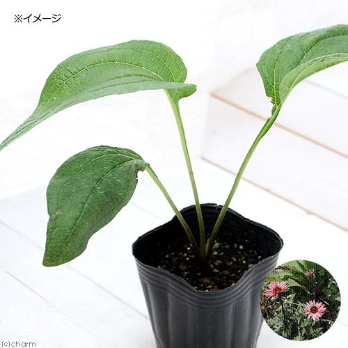 観葉植物 ハーブ苗 エキナセア パープレア ３号 １ポット 家庭菜園 北海道冬季発送不可 チャーム Charm ヤフー店 通販 Yahoo ショッピング