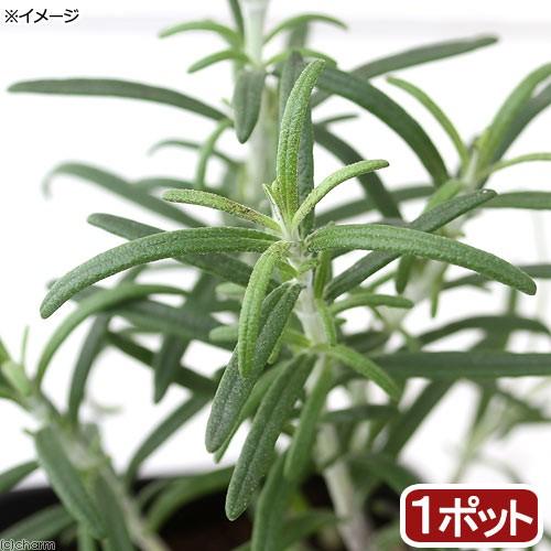 メーカー直送 観葉植物 ハーブ苗 ローズマリー ホワイト 立性 ３号 １ポット 家庭
