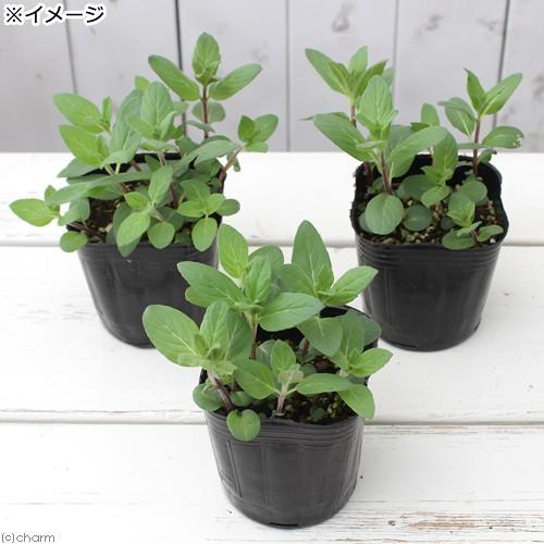 観葉植物 ハーブ苗 ミント ニホンハッカ ほくしん ３号 １ポット 家庭菜園 チャーム Charm Paypayモール店 通販 Paypayモール