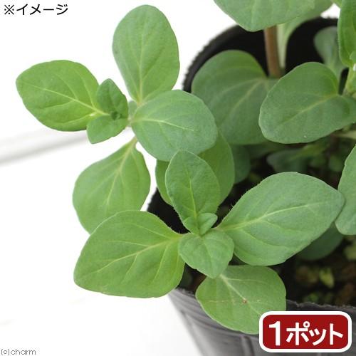 メーカー直売 観葉植物 ハーブ苗 ミント ニホンハッカ まんよう ３号 １ポット 家庭菜園