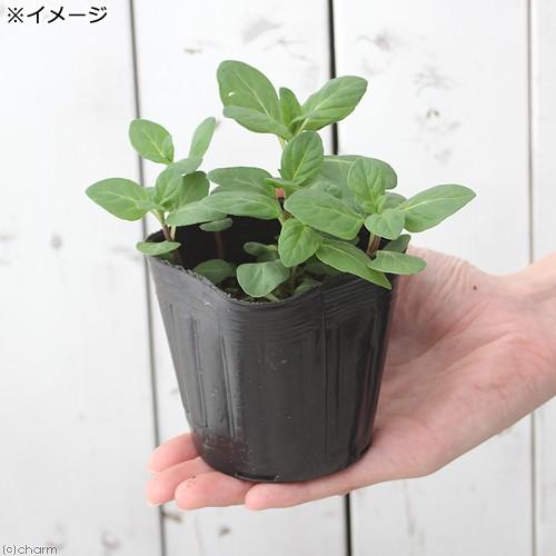チャーム（charm） （観葉植物）ハーブ苗 ミント ニホンハッカ まん