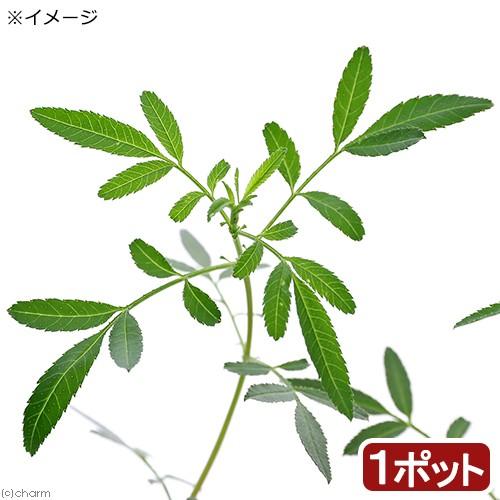 一部予約 観葉植物 ハーブ苗 マリーゴールド レモン ３号 １ポット 家庭菜園
