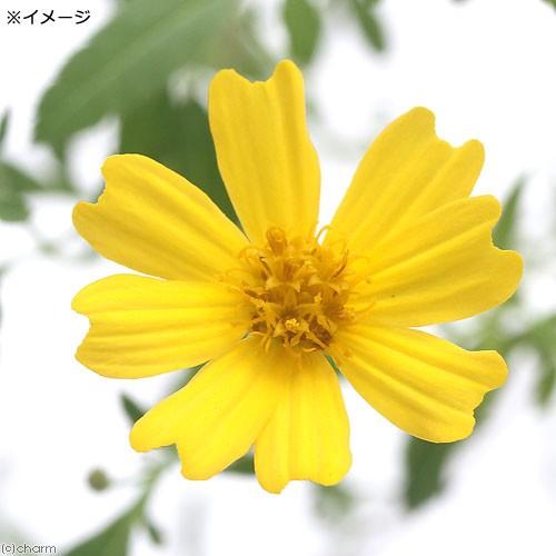 爆買い送料無料 観葉植物 ハーブ苗 マリーゴールド レモン ３号 １ポット 家庭菜園 Discoversvg Com