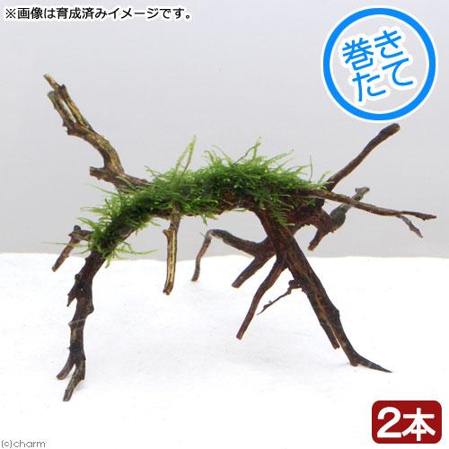 水草）巻きたて ウィローモス ブランチアーチ流木（水中葉）（無農薬
