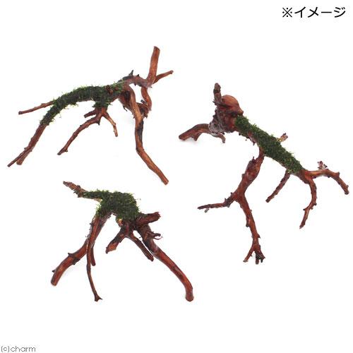 糸巻きガーランド流木付き 水草）巻きたて ウィローモス ブランチアーチ流木（水中葉）（無農薬