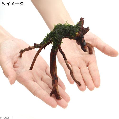 水草）巻きたて ウィローモス ブランチアーチ流木（水中葉）（無農薬