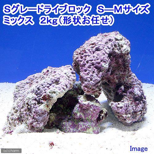 （海水魚）Ｓグレードライブロック　Ｓ−Ｍサイズミックス（２ｋｇ）（形状お任せ）｜chanet