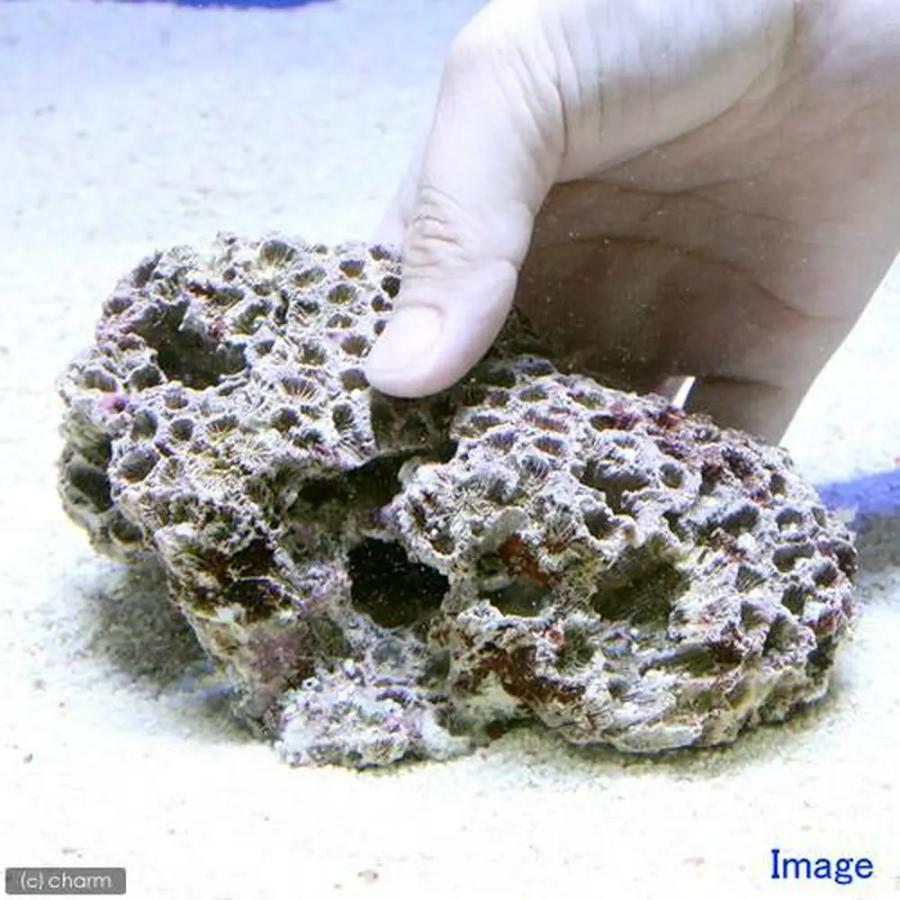 （海水魚）Ｂグレードライブロック　Ｓサイズ（１個）（形状お任せ）　北海道・九州航空便要保温 | チャーム（ペット） | 04