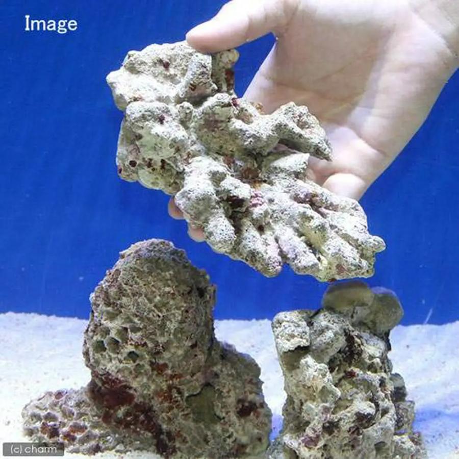 （海水魚）Ｂグレードライブロック　Ｓサイズ（１ｋｇ）（形状お任せ）　北海道・九州航空便要保温 | チャーム（ペット） | 04