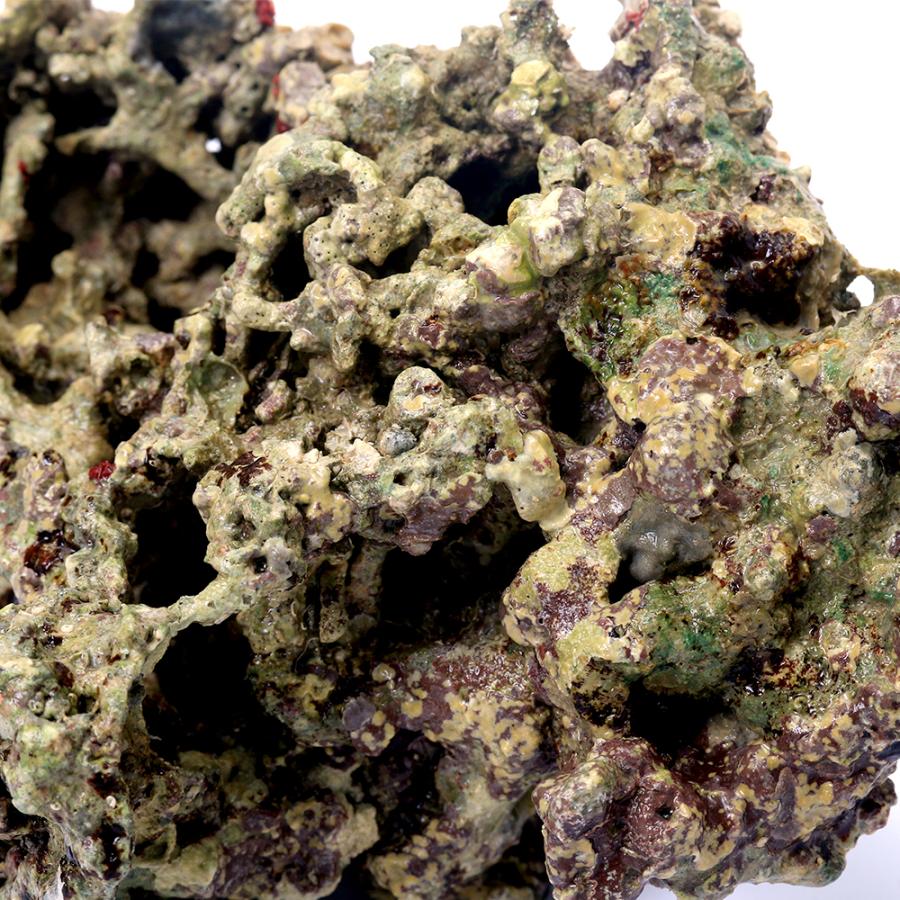 （海水魚）Ｂグレードライブロック　Ｓ−Ｍサイズミックス（２ｋｇ）（形状お任せ）　北海道・九州航空便要保温 | チャーム（ペット） | 03