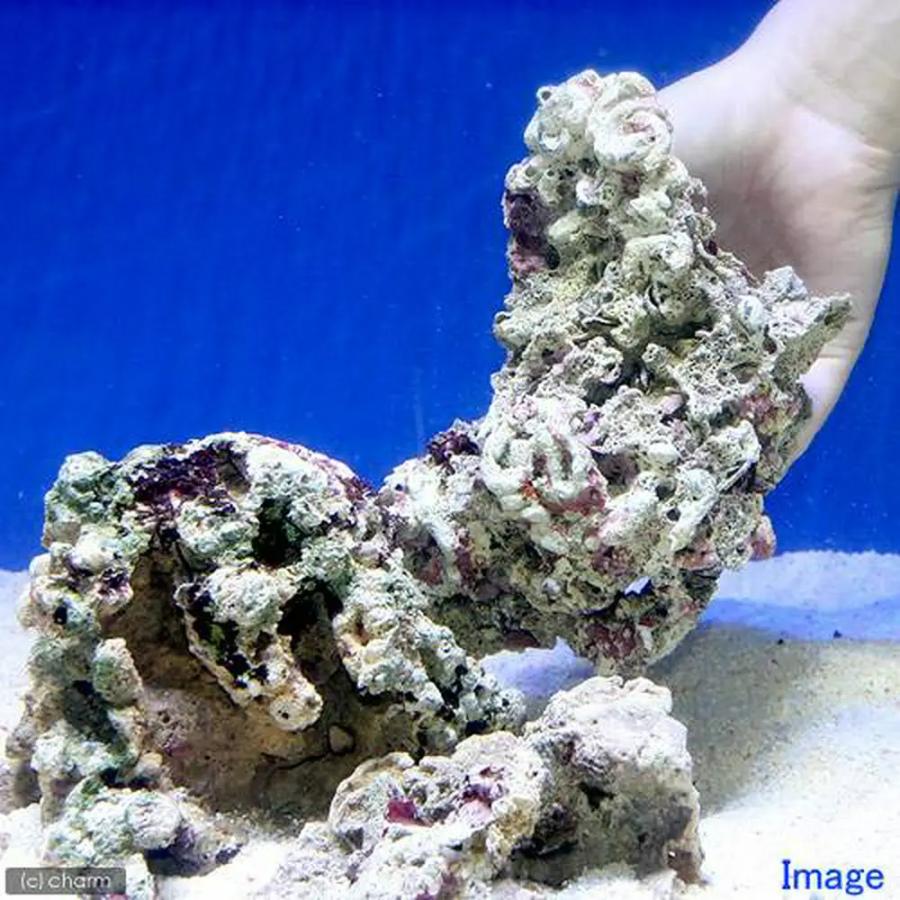 （海水魚）Ｂグレードライブロック　Ｓ−Ｍサイズミックス（２ｋｇ）（形状お任せ）　北海道・九州航空便要保温 | チャーム（ペット） | 04