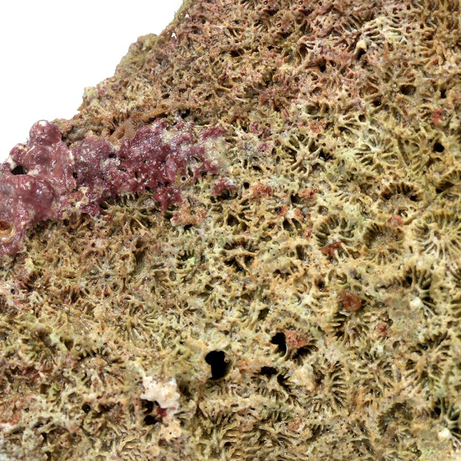 （海水魚）Ｂグレードライブロック　Ｍ−Ｌサイズミックス（２０ｋｇ）（形状お任せ）　北海道・九州航空便要保温 | チャーム（ペット） | 01