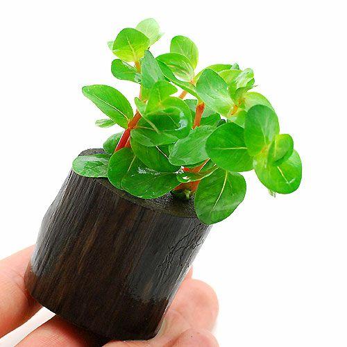 1円 卸売 水草 ロタラ インディカ 水上葉 ログポット付 無農薬 １個