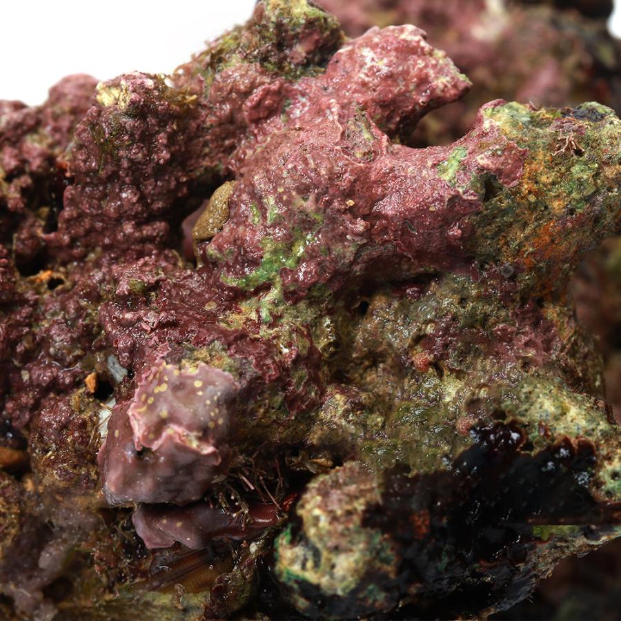 チャーム（charm） （海水魚）Sグレードライブロック SSサイズ