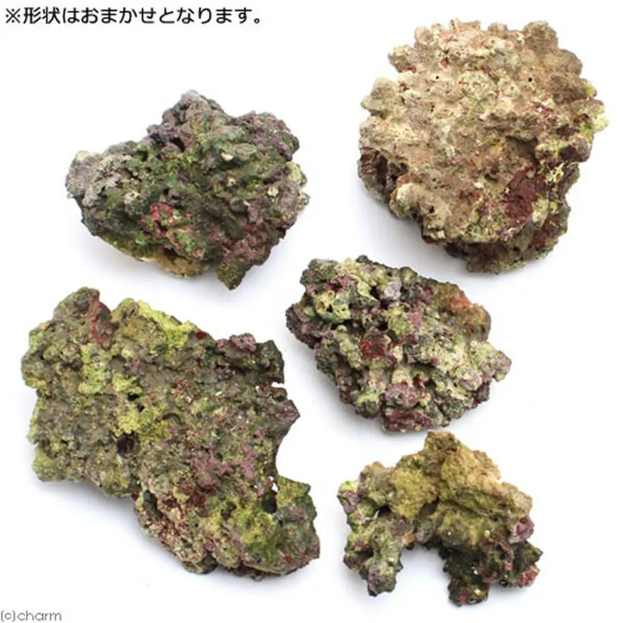 チャーム（charm） （海水魚）Bグレードライブロック 60cm