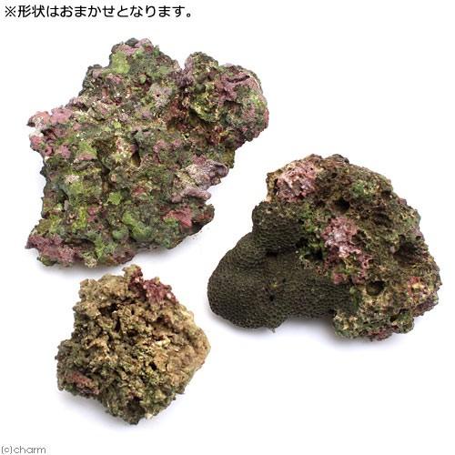 海水魚）Bグレードライブロック 30cmキューブ水槽用 （1セット