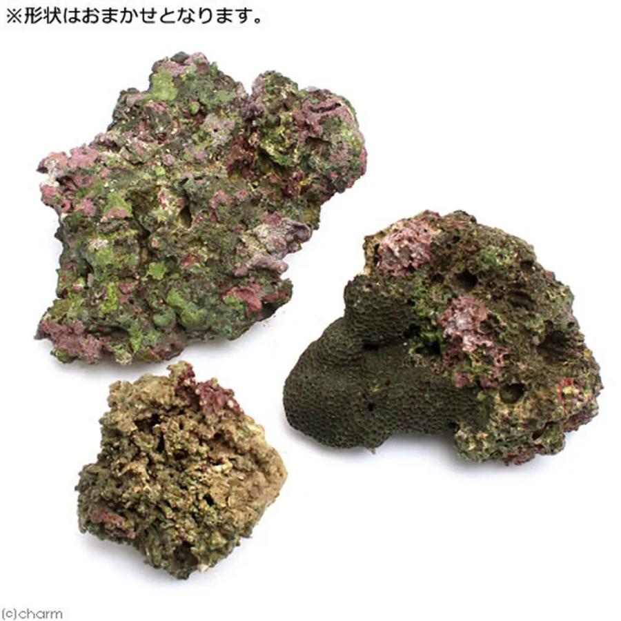 （海水魚）Ｂグレードライブロック　３０ｃｍキューブ水槽用　（１セット）（形状お任せ）　北海道・九州航空便要保温 | チャーム（ペット） | 04