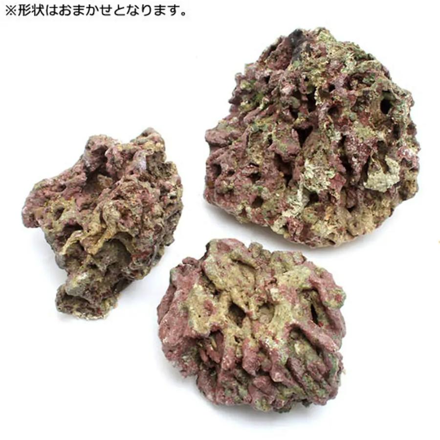 （海水魚）Ｓグレードライブロック　３０ｃｍキューブ水槽用（１セット）（形状お任せ）　北海道・九州航空便要保温 | チャーム（ペット） | 04