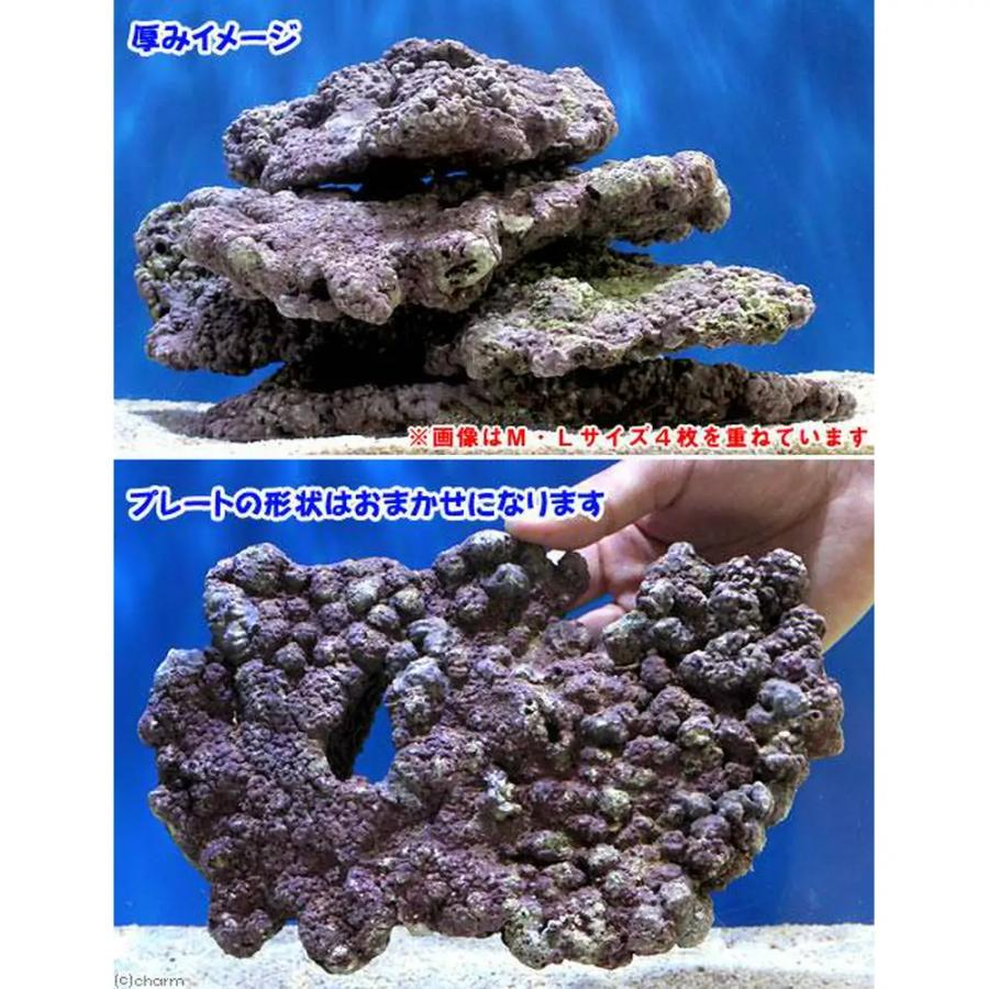 （海水魚）ライブロック　ＥＸＳグレード　パープルロック　プレートタイプ　Ｍサイズ（１個）（形状お任せ）　北海道・九州航空便要保温 | チャーム（ペット） | 03