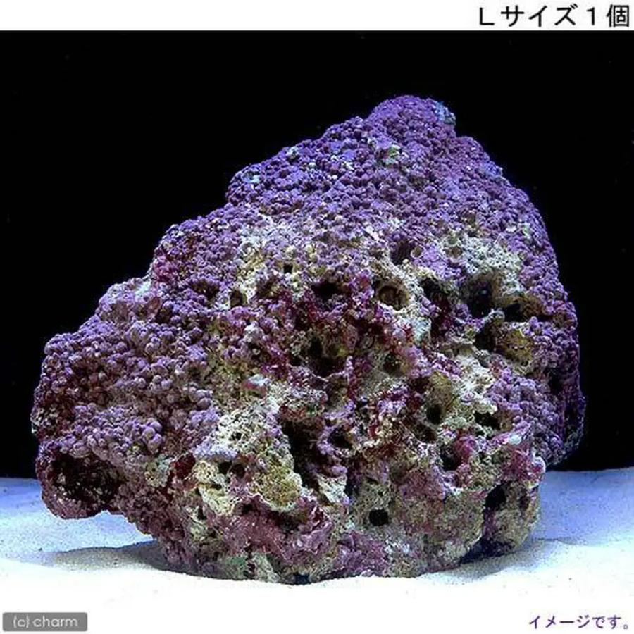 チャーム（charm） （海水魚）ライブロック EXSグレード パープル
