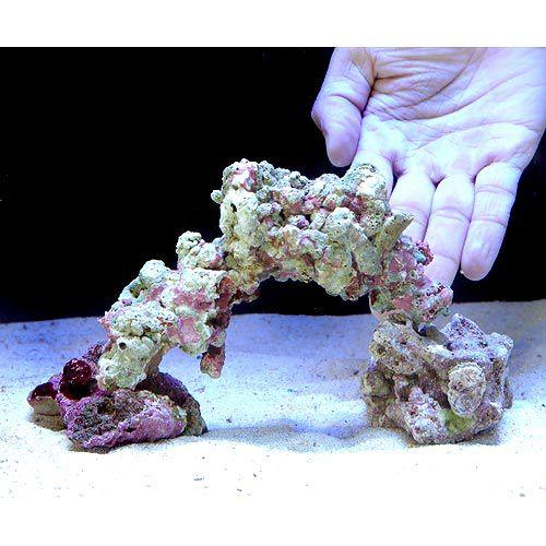 チャーム（ペット） （海水魚）ライブロック ミニアーチセット