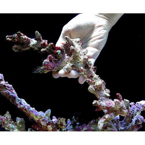 チャーム（charm） （海水魚）ライブロック セミブランチタイプ M