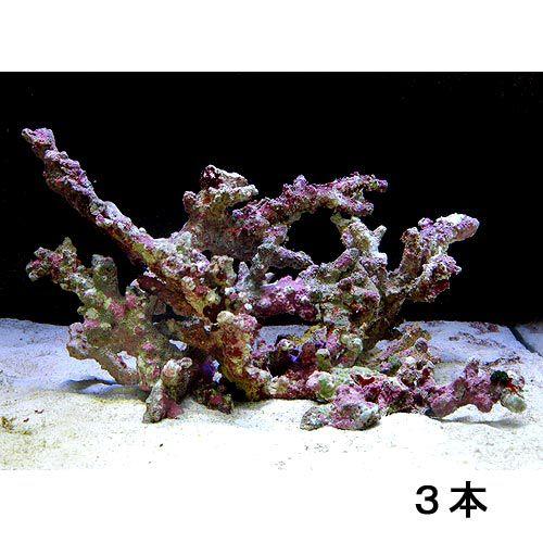 チャーム（charm） （海水魚）ライブロック セミブランチタイプ M