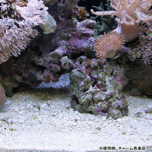 海水魚 バクテリア付き ライブアラゴナイトサンド 約６ｌ 海水水槽用底砂 航空便不可 沖縄不可 チャーム Charm Paypayモール店 通販 Paypayモール