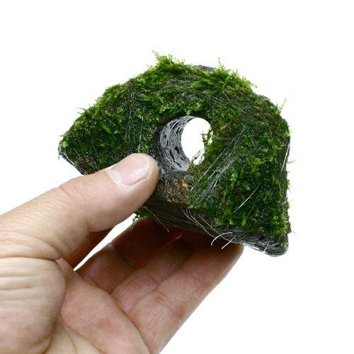 新登場 水草 巻きたて 南米ウィローモス 穴あき溶岩石 水中葉 無農薬 １個 Thisissesame Com