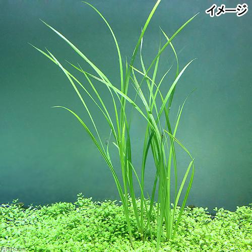 チャーム（charm） （水草）シペルス ヘルフェリー（水上葉）（1