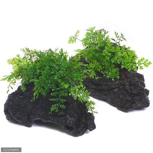 チャーム（charm） （テラリウム）ボルビティスsp．ベビーリーフ