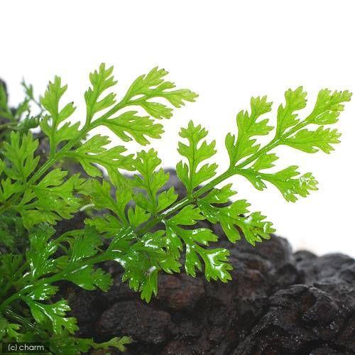 チャーム（charm） （テラリウム）ボルビティスsp．ベビーリーフ