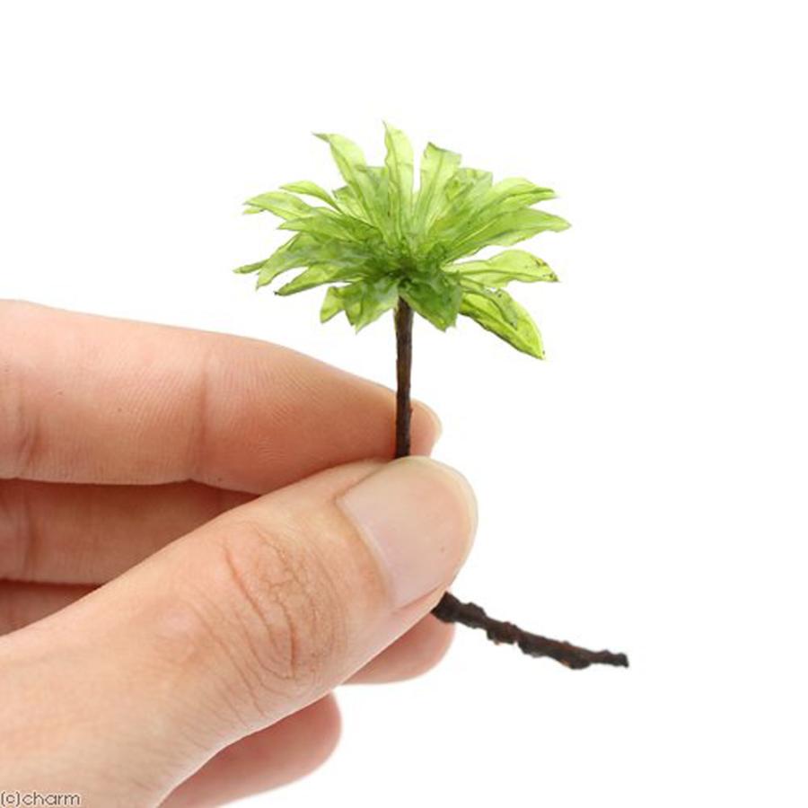 （観葉植物）テラリウム　苔　オオカサゴケ（無農薬）（２株）（Yahoo!・チャーム charm ヤフー店）